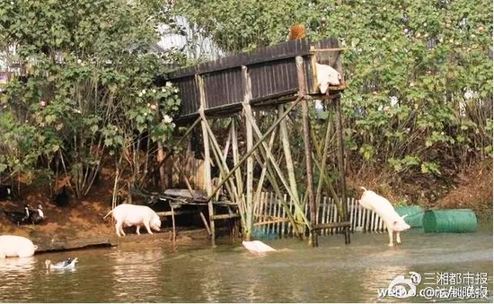 Bắt lợn nhảy cầu mỗi ngày để... nâng cao sức khỏe