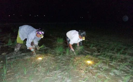 Nông dân Nghệ An cấy đêm tránh nắng nóng