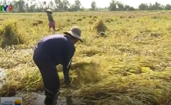 Thương lái không thu mua, người trồng lúa Kiên Giang điêu đứng