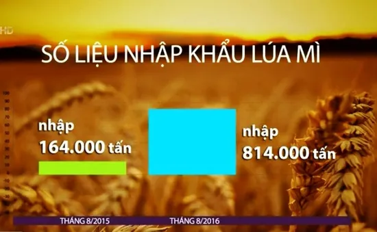 Vì sao lúa mì nhập khẩu tăng đột biến?