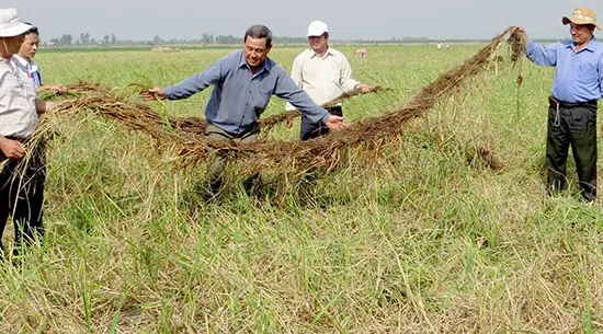 Nông dân An Giang thất thu lúa mùa nổi vì lũ nhỏ