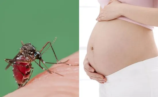 Phát hiện trường hợp mang thai đầu tiên nhiễm virus Zika ở châu Âu