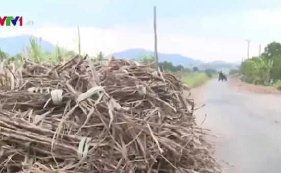 Nhà máy chậm thu mua, người trồng mía phá hợp đồng bao tiêu sản phẩm