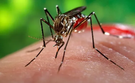 Muỗi truyền virus Zika đang rất phổ biến tại Hà Nội