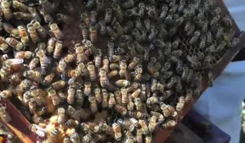 Người nuôi ong ngoại tỉnh tại Hà Giang tiếp tục bị thiệt hại
