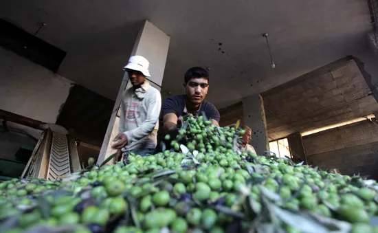 Vụ mùa ôliu bội thu của nông dân dải Gaza