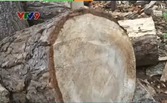 Có hay không sự tiếp tay cho lâm tặc phá rừng phòng hộ?
