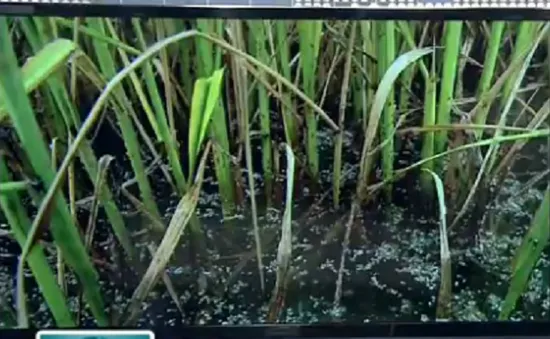 Hàng chục nghìn ha lúa Hè Thu bị rầy nâu tấn công tại Bạc Liêu