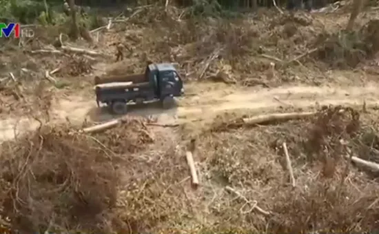 Quảng Bình: Xe tải lâm tặc vào tận “chân công trình” để chuyển gỗ