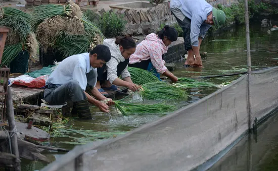 Cận cảnh rau, hành được “tắm” bằng... nước thải đen kịt để vào siêu thị