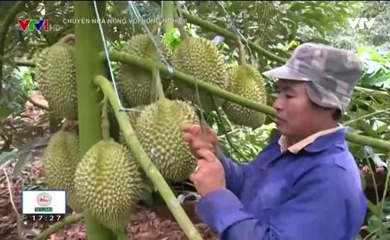 Nông dân Đăk Lăk vươn lên làm giàu nhờ sầu riêng