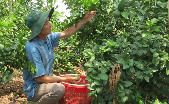 Đồng Tháp: Chanh Cao Lãnh xuất khẩu sang Hàn Quốc