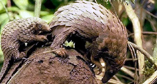 Khó khăn trong công tác cứu hộ tê tê tại Hà Nội