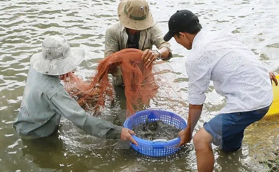 Khởi tố vụ mua giấy tờ kiểm định sản phẩm thức ăn thủy sản