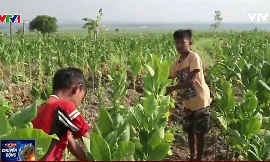 Indonesia: Cảnh báo tình trạng lao động trẻ em tại những trang trại thuốc lá