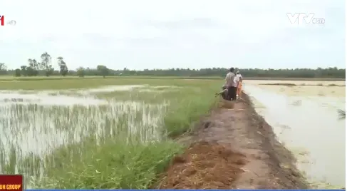 Kiên Giang: Mâu thuẫn con tôm - cây lúa do chính quyền lúng túng trong quy hoạch