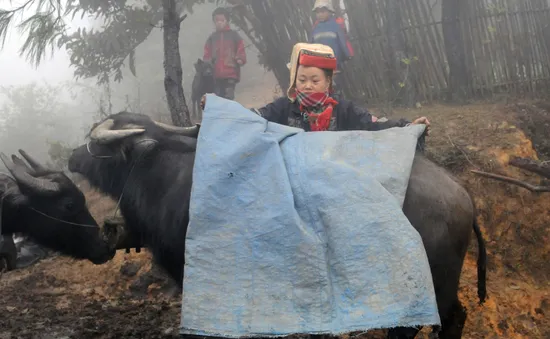 Hàng nghìn trâu, bò chết do cước chân sau giá lạnh