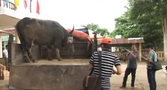 Quảng Trị: Bắt thêm 1 con trâu hoang hung dữ