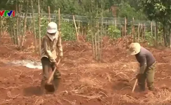 Nông dân phá cây cà phê, trồng chanh dây tại Gia Lai