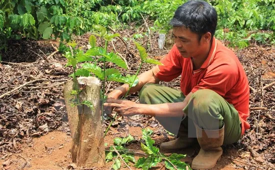 Tây Nguyên tái canh thêm gần 19.000 ha cây cà phê