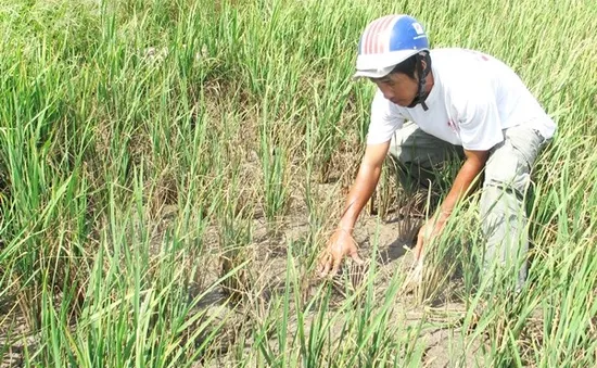 Khánh Hòa: Thiếu nước tưới, hơn 50% diện tích vụ Hè Thu bị bỏ hoang