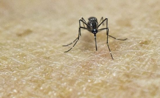 Mỹ thử nghiệm thành công vaccine phòng Zika trên động vật