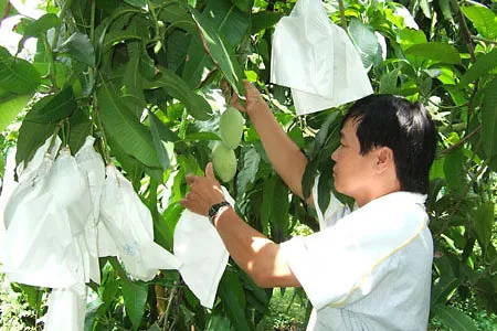 Túi bao trái xoài nhãn hiệu "Taiwan" đảm bảo an toàn