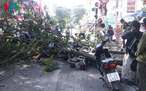 TP.HCM: Cây xanh gãy nhánh, đè 3 người đi đường