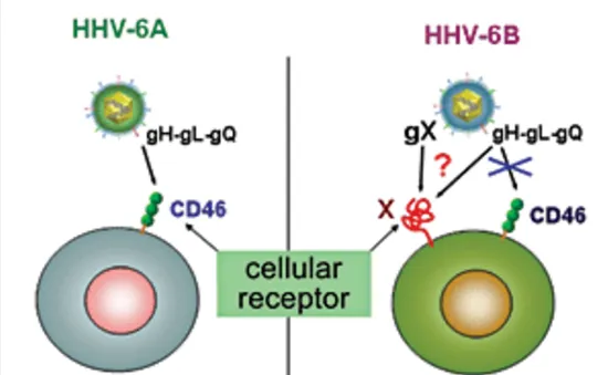 Phát hiện virus HHV-6A có thể gây vô sinh ở phụ nữ