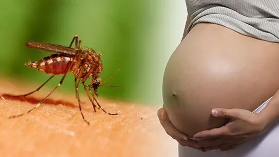 Thái Lan điều tra 4 trường hợp nghi mắc chứng đầu nhỏ do virus Zika