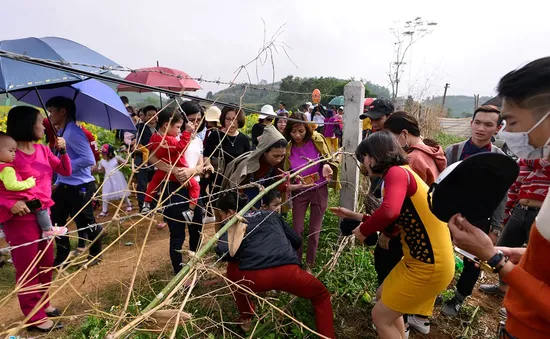 Nghệ An: Du khách “xé rào”, giẫm đạp hoa hướng dương