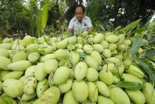 Dự báo xoài tăng giá trong dịp Tết