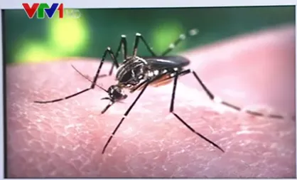 Brazil phát hiện chứng rối loạn não ở người lớn liên quan đến virus Zika