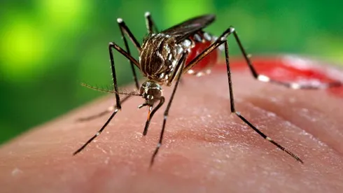 Virus Zika lây lan chóng mặt ở Singapore, Việt Nam có nên lo lắng?