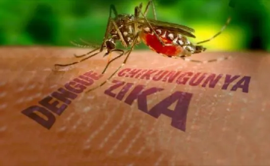 Chưa có mối liên hệ giữa virus Zika và bệnh đầu nhỏ