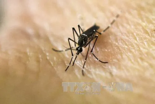 Phát hiện ca nhiễm virus Zika thứ 4 tại Hàn Quốc