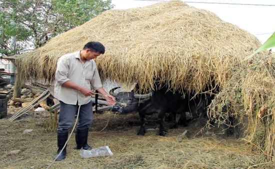 Cây rơm - Mô hình chống rét hiệu quả cho gia súc ở vùng cao