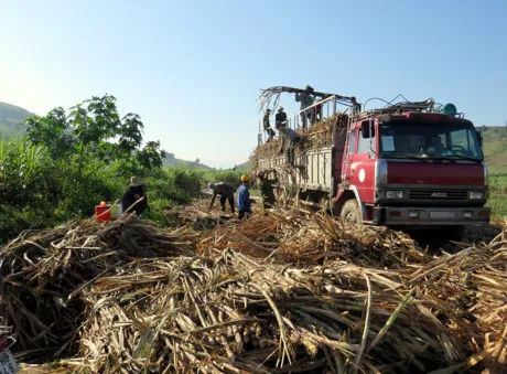 Phú Yên: Lái xe chở mía "vòi" thêm tiền vận chuyển