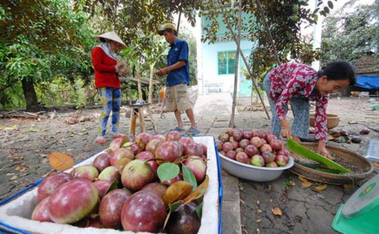 Xuất khẩu vú sữa sang Mỹ: Chuyển biến tích cực của ngành trái cây Việt