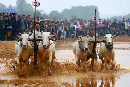 Hôm nay (19/9) diễn ra lễ hội đua bò Bảy Núi, An Giang