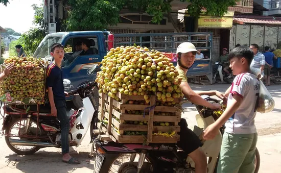 Quả vải ngoài liên kết: Giá rẻ vẫn khó bán