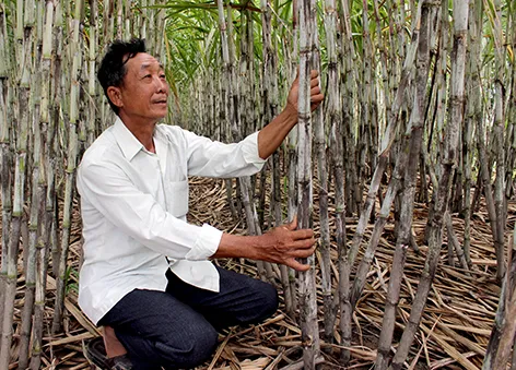 Nông dân trồng mía ở Hậu Giang lo lắng vì nước lên sớm