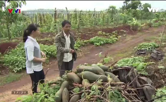 Đổ xô trồng bí, nông dân Chư Sê trận "trái đắng" vì doanh nghiệp bỏ của chạy lấy người