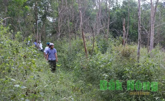 Đăk Nông "mất trắng" 121ha rừng theo Quyết định 147