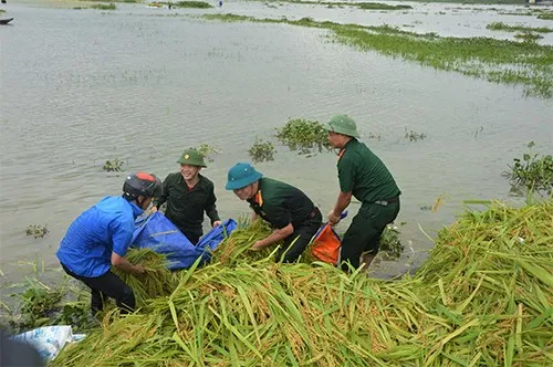 Long An: Bộ đội giúp dân cắt lúa chạy lũ