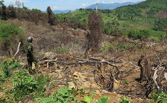 Nghịch lý trồng rừng gây tổn hại môi trường ở nhiều địa phương