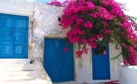 Sắc hồng hoa giấy tô điểm vẻ đẹp của Santorini