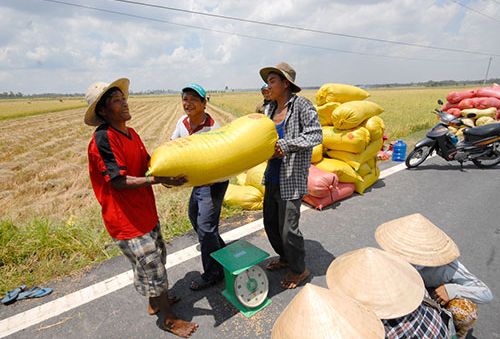 Giá lúa ở ĐBSCL tiếp tục tăng cao