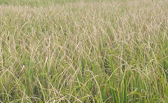 Nam Định công bố dịch lùn sọc đen hại lúa