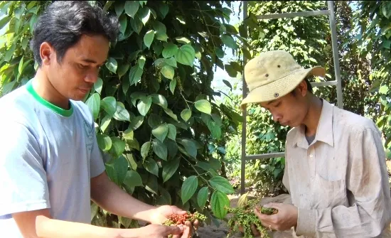 Lâm Đồng: Khuyến cáo không mở rộng diện tích hồ tiêu